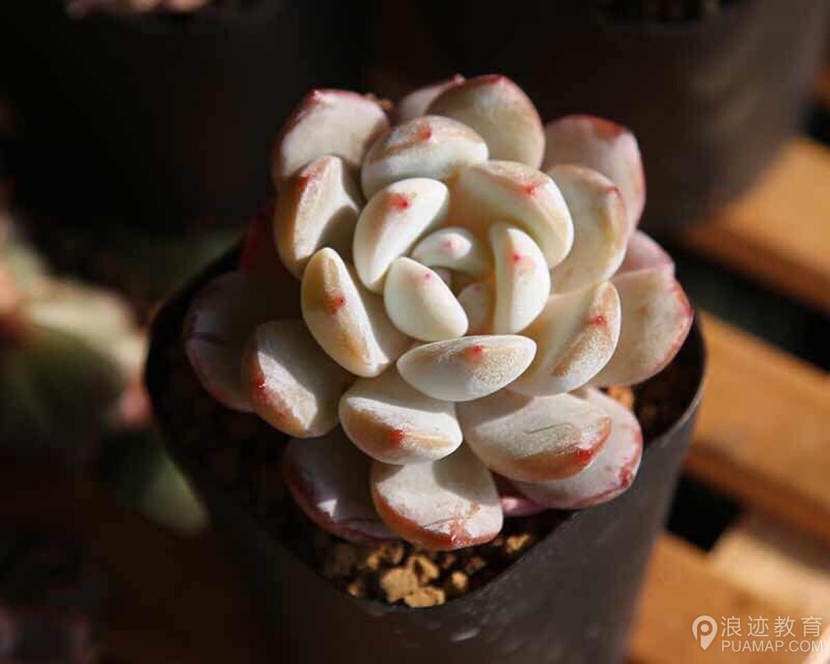 网红脸、超模脸、处女脸，你最爱的是哪种脸第40张