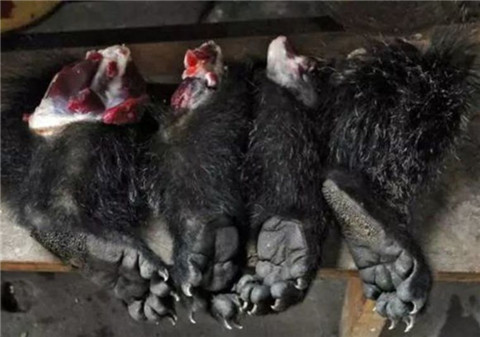 缅甸的野味集市：非法贸易的野生动物价值已经仅次于毒品和军第3张