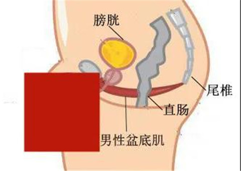 为了壮阳，中国男人可以不要命！第37张